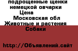 подрощенные щенки немецкой овчарки › Цена ­ 25 000 - Московская обл. Животные и растения » Собаки   